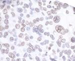 API5 Antibody in Immunohistochemistry (Paraffin) (IHC (P))