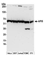 API5 Antibody in Western Blot (WB)