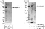 KIAA0802 Antibody in Immunoprecipitation (IP)