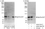 MgcRacGAP Antibody in Western Blot (WB)