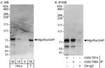 MgcRacGAP Antibody in Western Blot (WB)