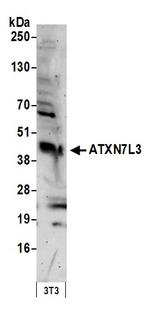 ATXN7L3 Antibody in Western Blot (WB)