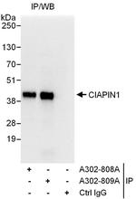 CIAPIN1 Antibody in Immunoprecipitation (IP)