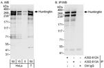 Huntingtin Antibody in Western Blot (WB)