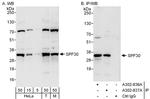 SPF30 Antibody in Western Blot (WB)