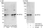 SPF30 Antibody in Western Blot (WB)