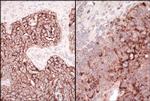 HSP60 Antibody in Immunohistochemistry (Paraffin) (IHC (P))