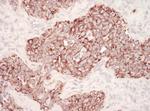 HSP60 Antibody in Immunohistochemistry (Paraffin) (IHC (P))