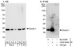 Derlin-1 Antibody in Western Blot (WB)