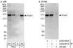 PolA1 Antibody in Western Blot (WB)