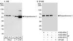 Sequestosome-1 Antibody in Western Blot (WB)