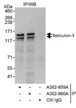 Reticulon-3 Antibody in Immunoprecipitation (IP)