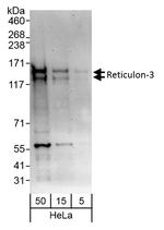 Reticulon-3 Antibody in Western Blot (WB)