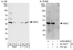 RNF2 Antibody in Western Blot (WB)