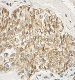 JAM-A Antibody in Immunohistochemistry (Paraffin) (IHC (P))