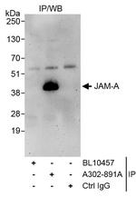 JAM-A Antibody in Immunoprecipitation (IP)