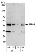 JAM-A Antibody in Western Blot (WB)