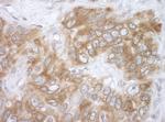 VAPB Antibody in Immunohistochemistry (Paraffin) (IHC (P))