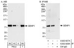 SENP1 Antibody in Western Blot (WB)