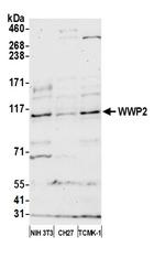 WWP2 Antibody in Western Blot (WB)