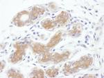 ALIX Antibody in Immunohistochemistry (Paraffin) (IHC (P))