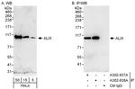 ALIX Antibody in Western Blot (WB)