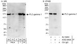 PLC-gamma 1 Antibody in Western Blot (WB)