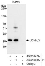 UCH-L3 Antibody in Immunoprecipitation (IP)