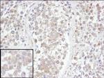 UCH-L3 Antibody in Immunohistochemistry (Paraffin) (IHC (P))