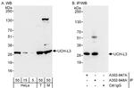 UCH-L3 Antibody in Western Blot (WB)