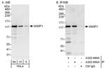 WWP1 Antibody in Western Blot (WB)