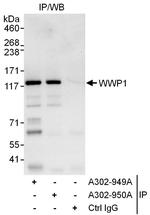 WWP1 Antibody in Immunoprecipitation (IP)