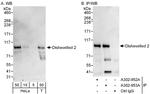 Dishevelled 2 Antibody in Western Blot (WB)