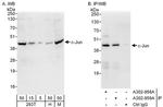 c-Jun Antibody in Western Blot (WB)