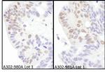 eIF4AIII/EIF4A3 Antibody in Immunohistochemistry (Paraffin) (IHC (P))