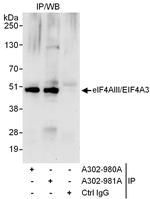 eIF4AIII/EIF4A3 Antibody in Immunoprecipitation (IP)