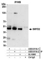 SMYD2 Antibody in Immunoprecipitation (IP)