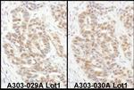 eIF6 Antibody in Immunohistochemistry (Paraffin) (IHC (P))