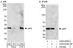 eIF6 Antibody in Western Blot (WB)