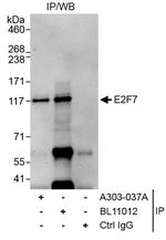 E2F7 Antibody in Immunoprecipitation (IP)