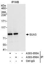 SUV3 Antibody in Immunoprecipitation (IP)