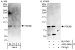 PDE8B Antibody in Western Blot (WB)