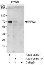 RPC3 Antibody in Immunoprecipitation (IP)