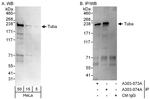 Tuba Antibody in Western Blot (WB)