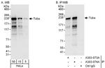 Tuba Antibody in Western Blot (WB)