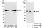 NAB1 Antibody in Western Blot (WB)