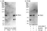 TBX3 Antibody in Western Blot (WB)