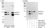 NF90/NF110 Antibody in Western Blot (WB)