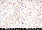 NFIC Antibody in Immunohistochemistry (Paraffin) (IHC (P))