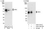 NFIC Antibody in Western Blot (WB)